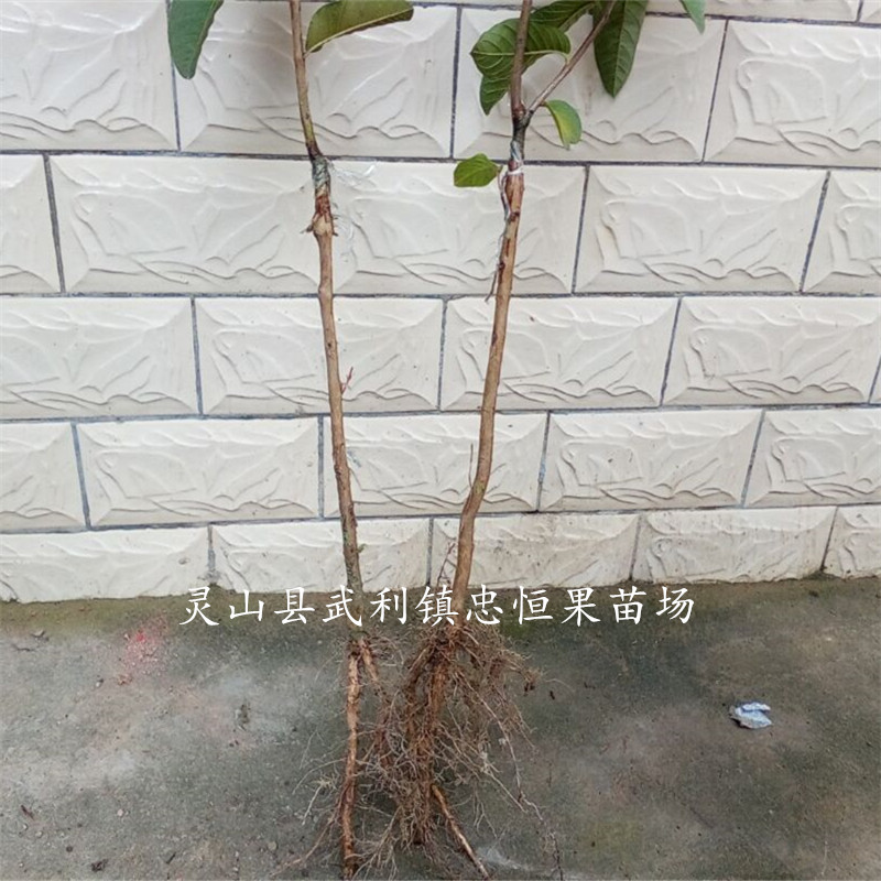 芭樂圖片/芭樂樣板圖 (2)