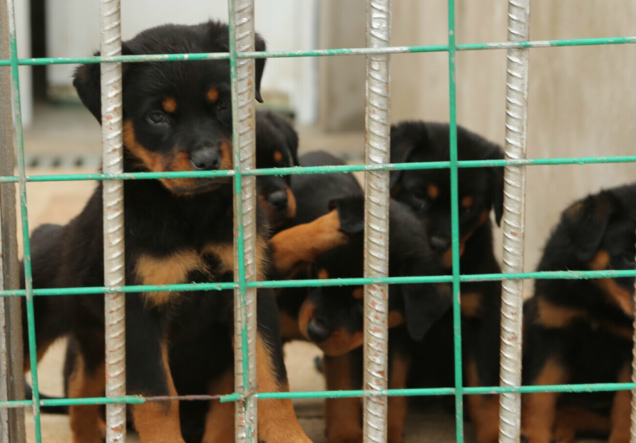 羅威納犬圖片/羅威納犬樣板圖 (1)