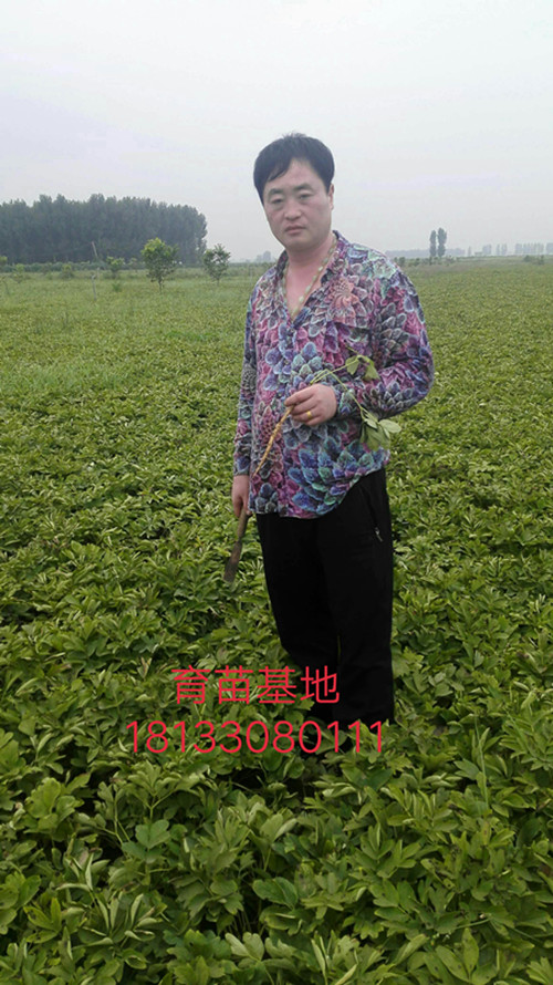 赤芍種子圖片/赤芍種子樣板圖 (3)