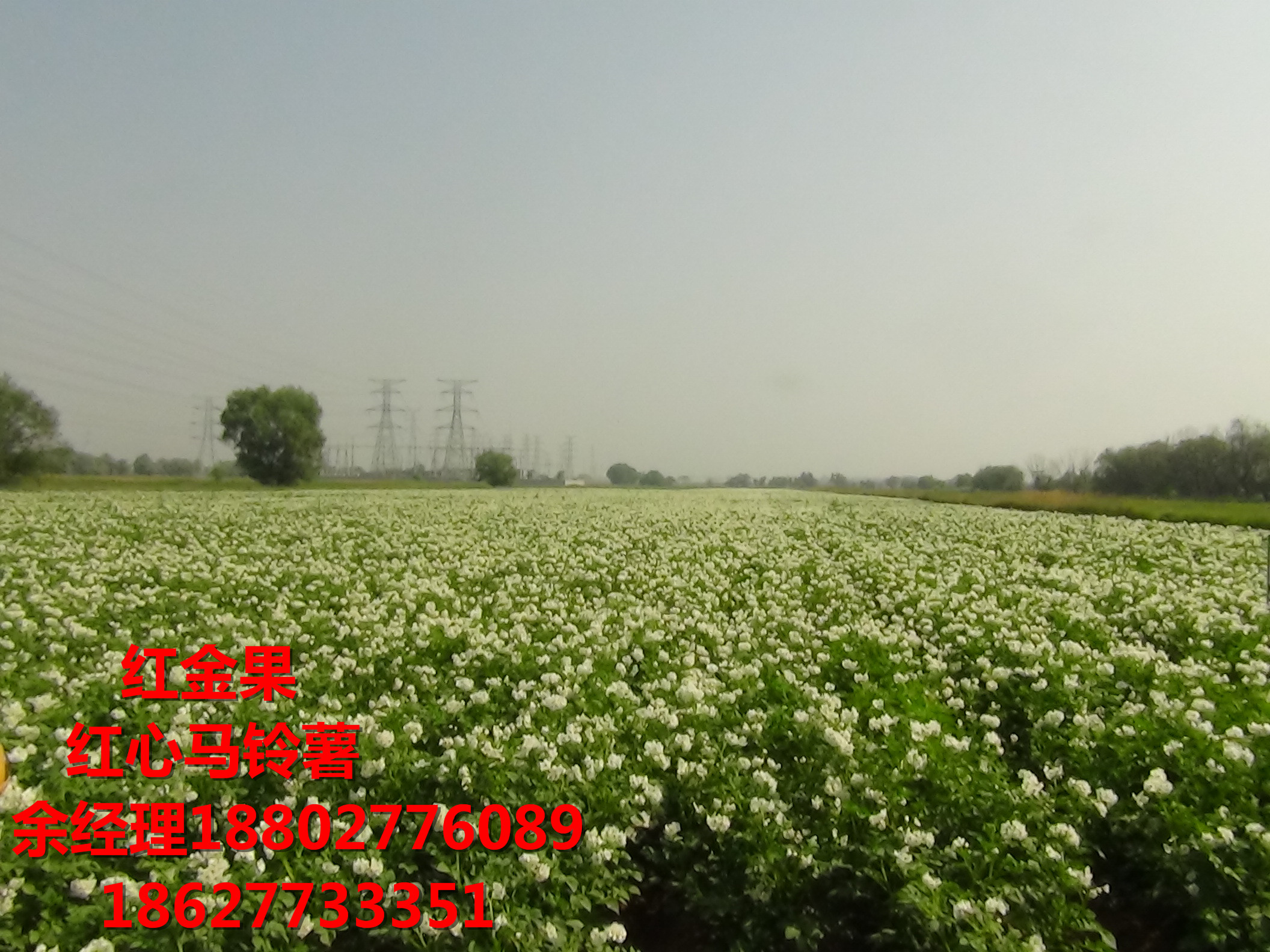 紅心馬鈴薯種植技術(shù)全過程.余經(jīng)理圖片