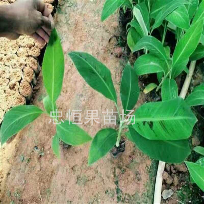 皇帝蕉圖片/皇帝蕉樣板圖 (2)
