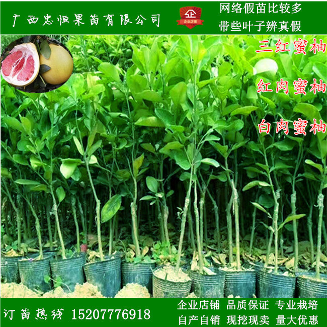 三紅蜜柚樹苗價(jià)格  三紅蜜柚樹苗報(bào)價(jià) 品質(zhì)優(yōu)良