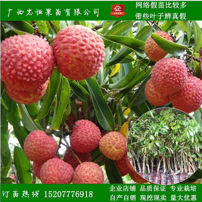 荔枝樹苗圖片/荔枝樹苗樣板圖 (1)