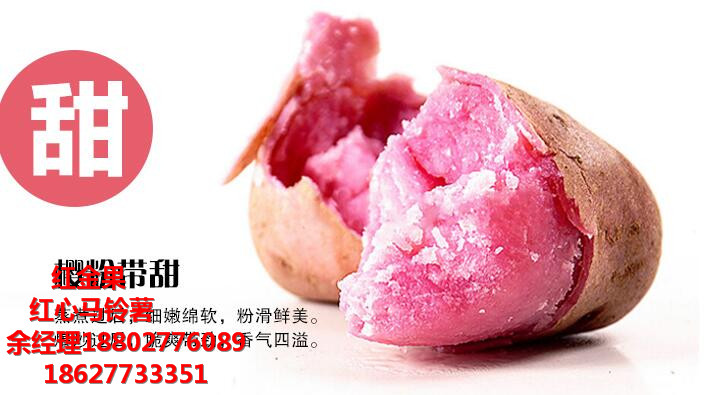 紅心紅心馬鈴薯 價(jià)格_余經(jīng)理 18802776089