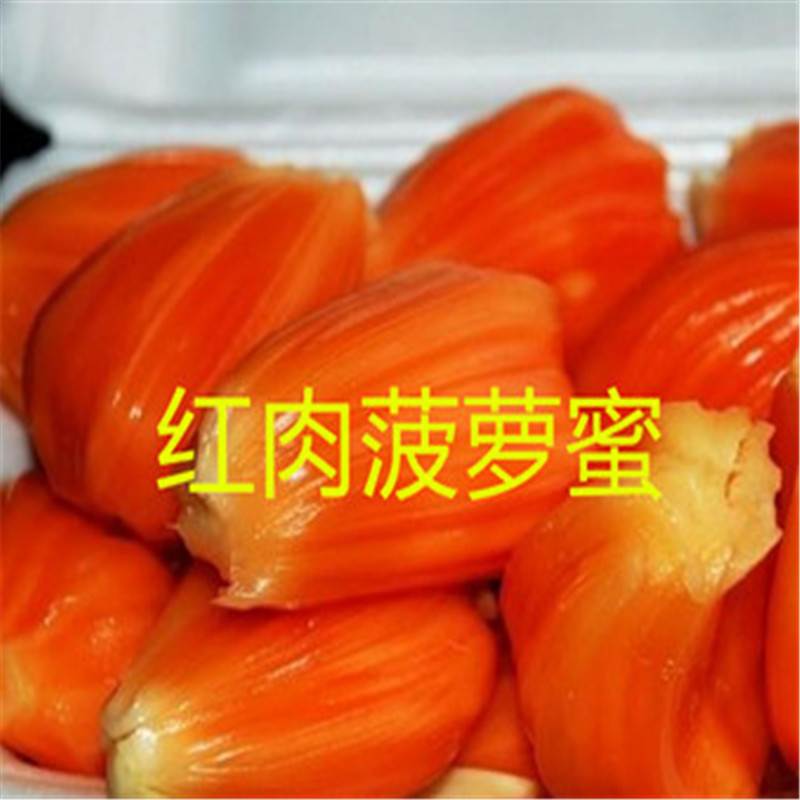 菠蘿蜜樹苗圖片/菠蘿蜜樹苗樣板圖 (4)