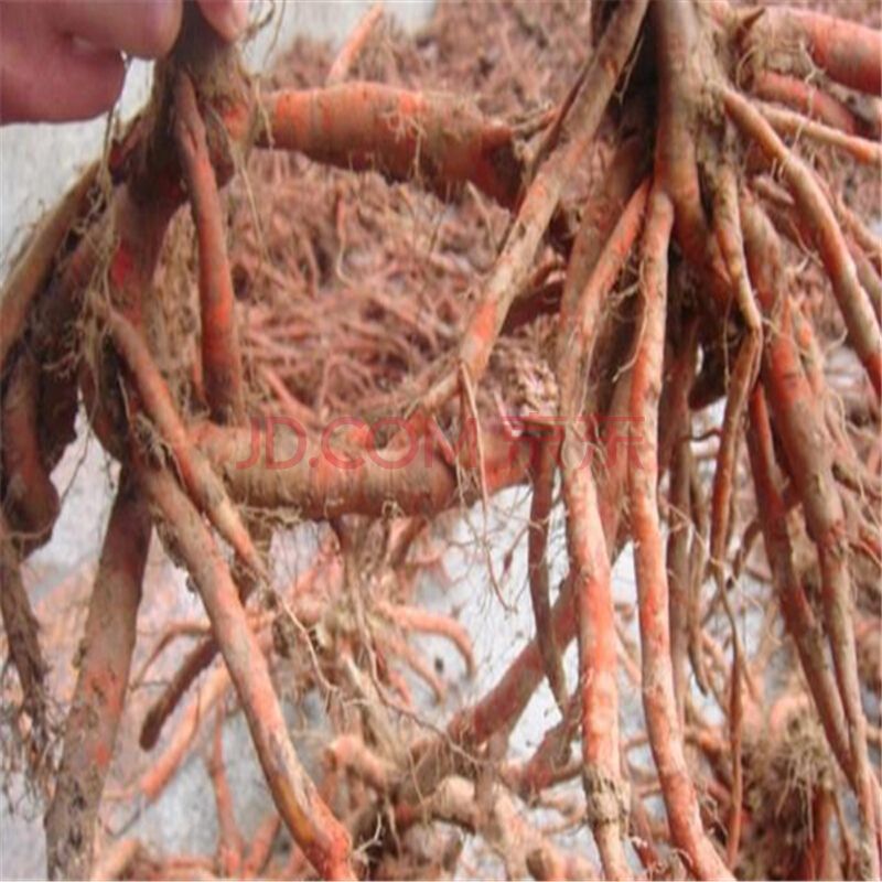 航天丹參種苗，丹參主產(chǎn)區(qū) 自產(chǎn)自銷航天丹參種苗丹參種子批發(fā)丹參苗