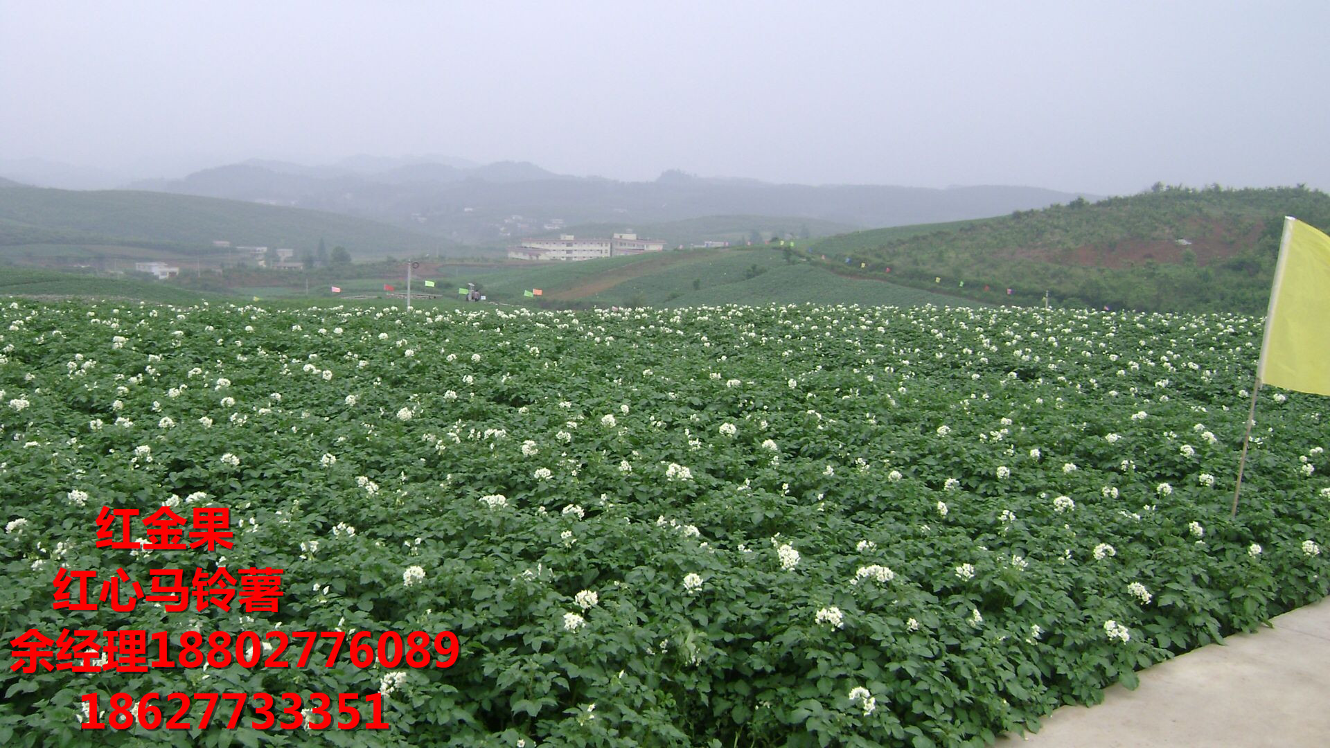 【红心土豆】新鲜红心土豆价格【红心土豆】新鲜红心土豆价格 余经理 18802776089