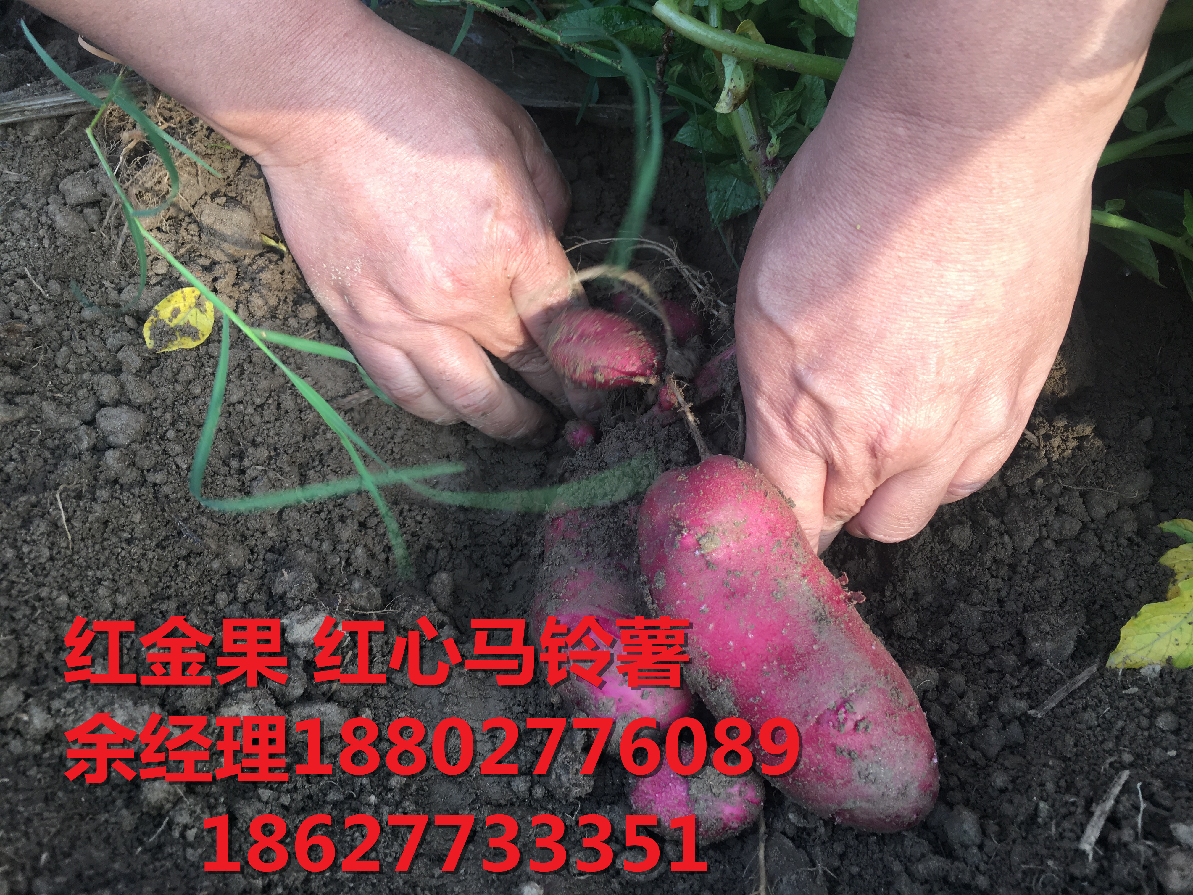 紅心圖片/紅心樣板圖 (4)