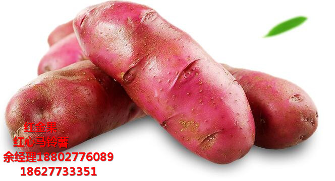 土豆圖片/土豆樣板圖 (2)