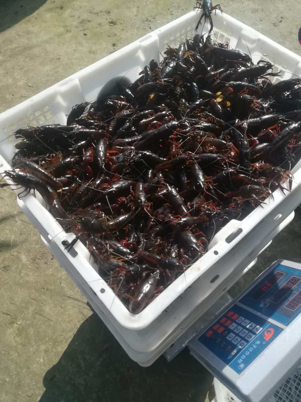 龍蝦養(yǎng)殖基地圖片/龍蝦養(yǎng)殖基地樣板圖 (4)