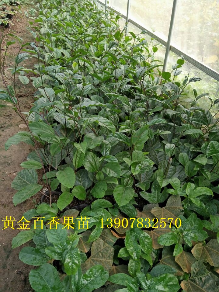 百香果苗圖片/百香果苗樣板圖 (2)