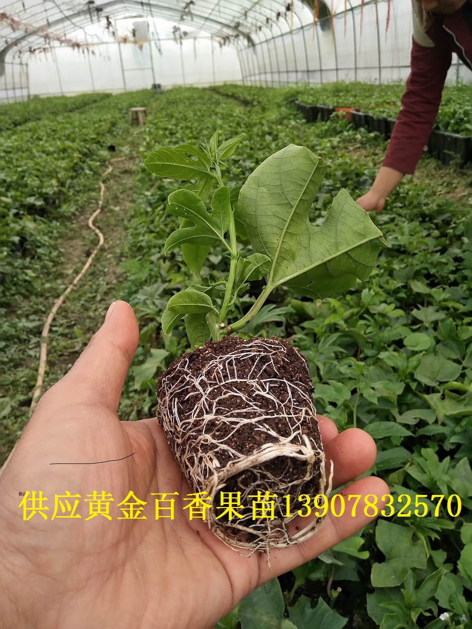 廣西黃金百香果苗批發(fā)多少錢圖片