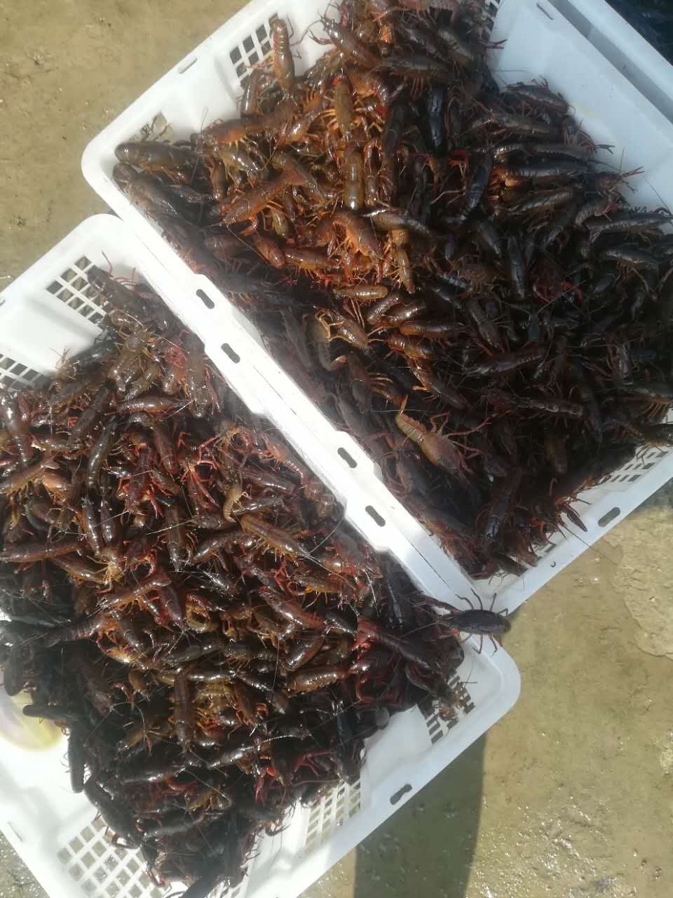 浙江蝦苗養(yǎng)殖基地/蝦苗批發(fā)圖片