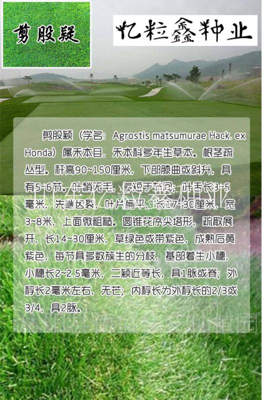 恩施州護(hù)坡草種狗牙根哪里有賣(mài)的