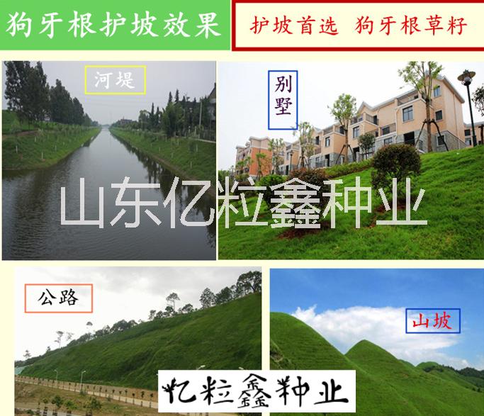 江蘇省蘇州市四季開(kāi)花的護(hù)坡草種