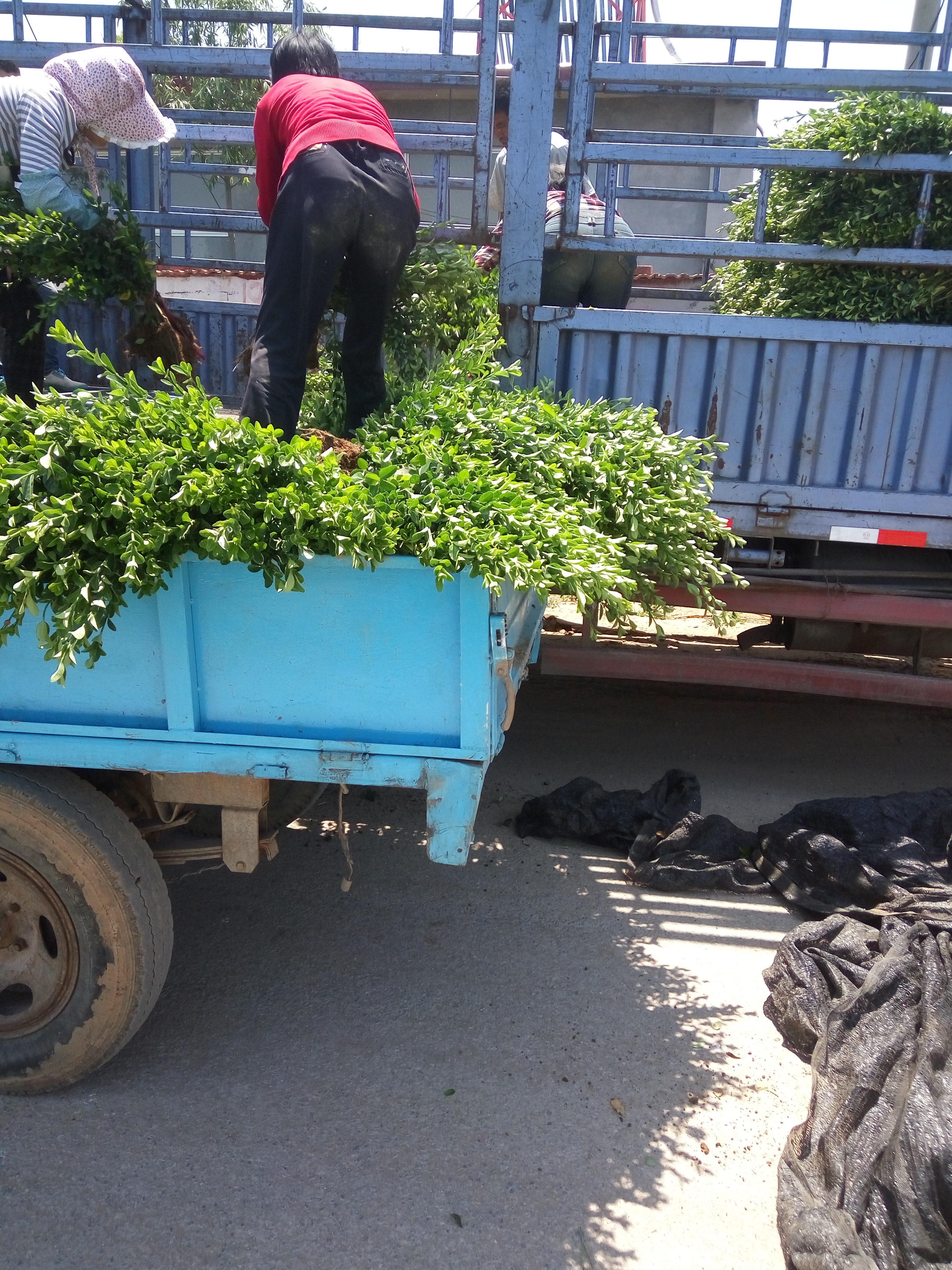 大葉黃楊圖片/大葉黃楊樣板圖 (4)