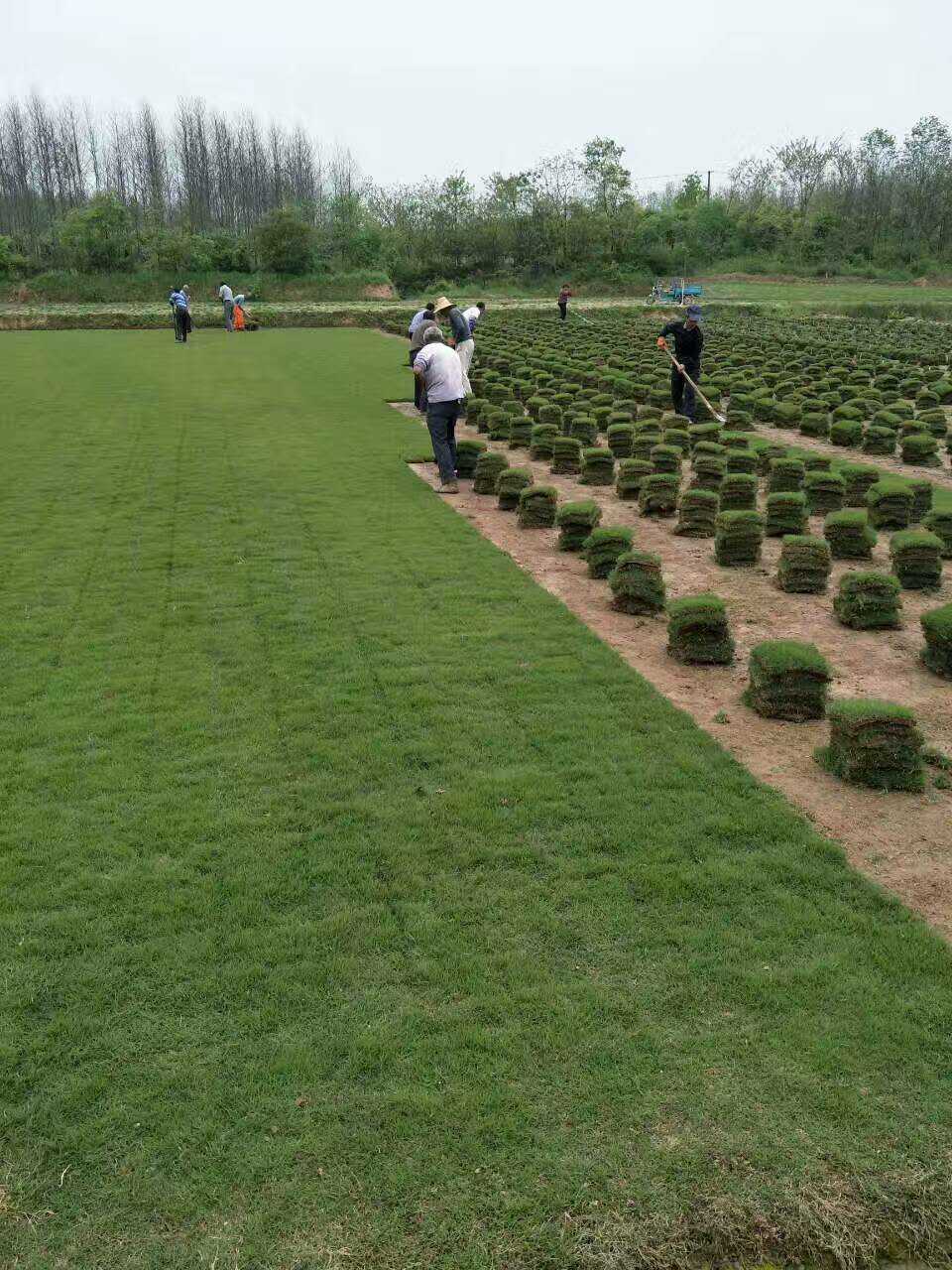 百慕大草坪圖片/百慕大草坪樣板圖 (2)
