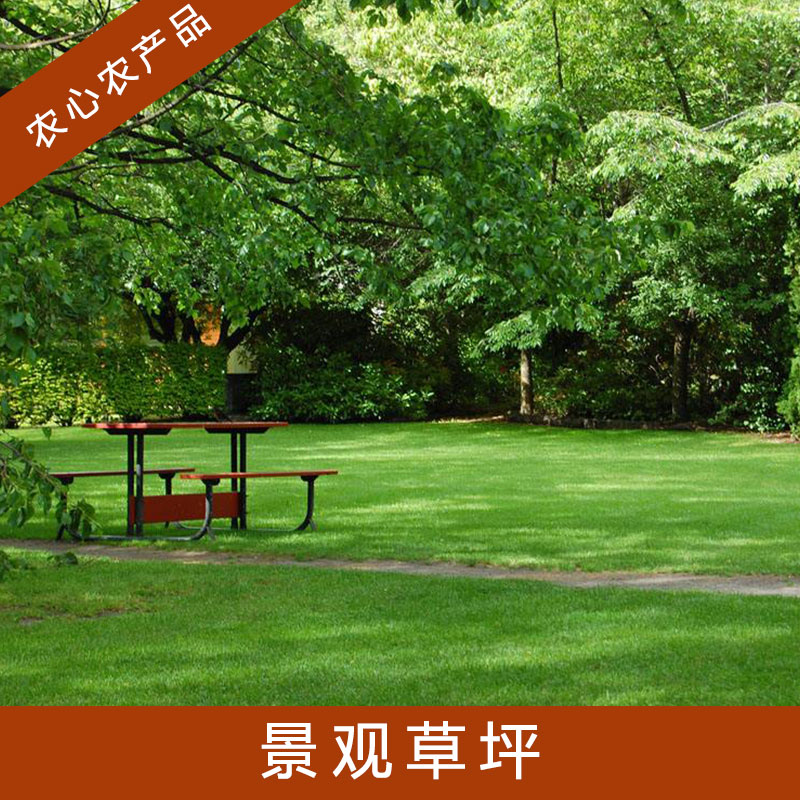 江西景觀草坪圖片