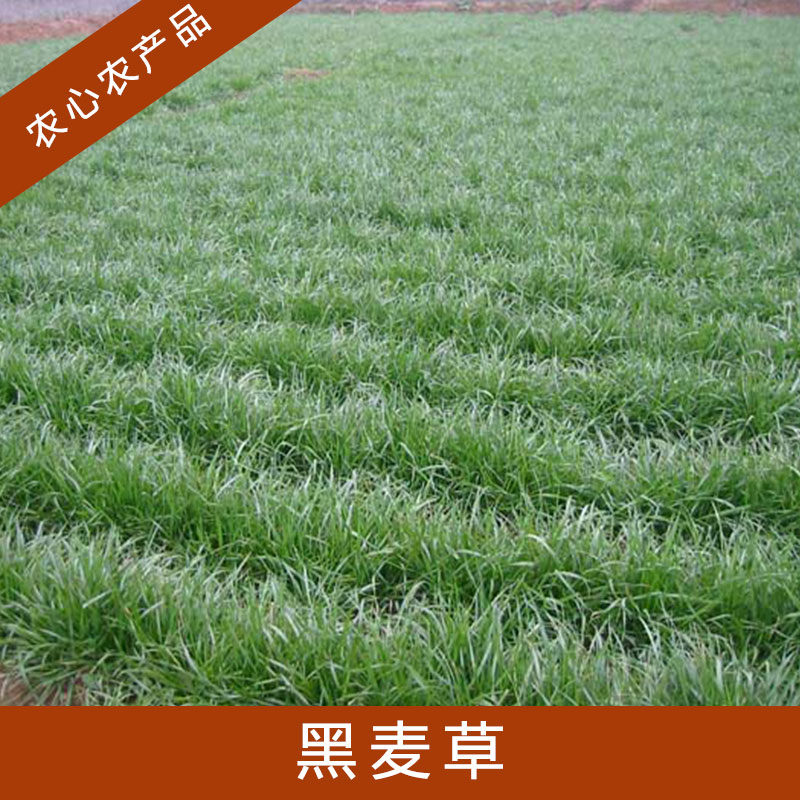 黑麥草圖片/黑麥草樣板圖 (4)