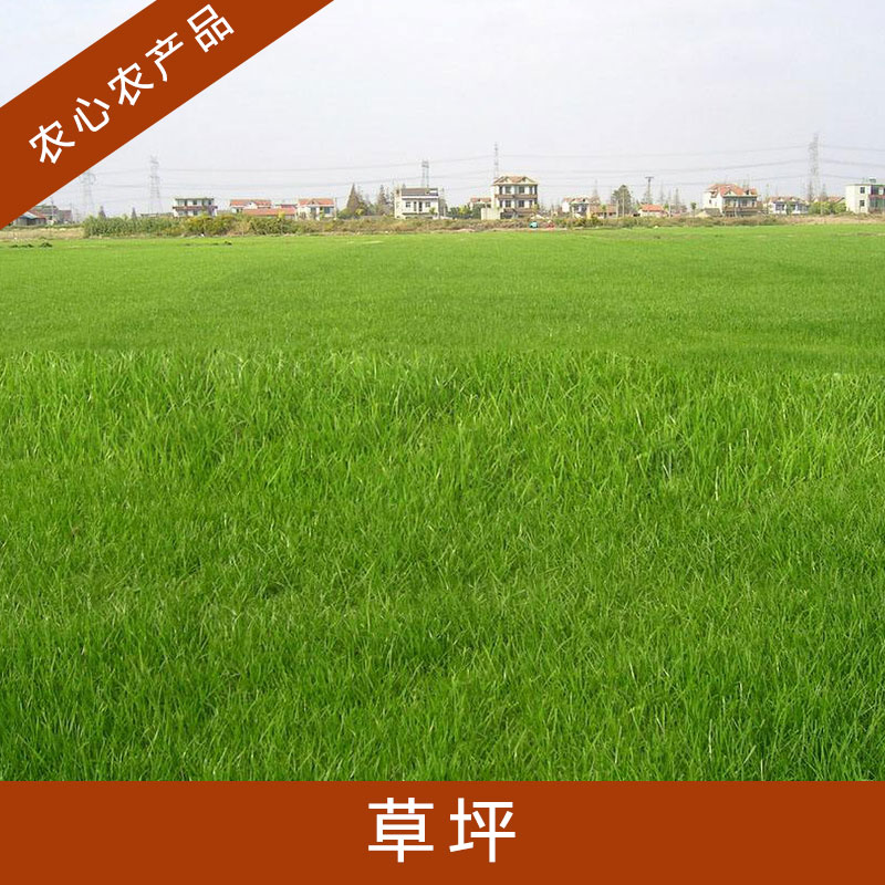 江蘇草坪圖片/江蘇草坪樣板圖 (2)