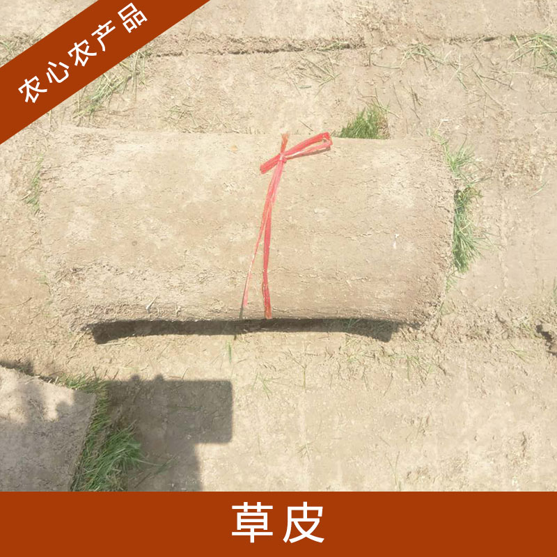 湖北哪里有草皮批發(fā)價格圖片/湖北哪里有草皮批發(fā)價格樣板圖 (1)