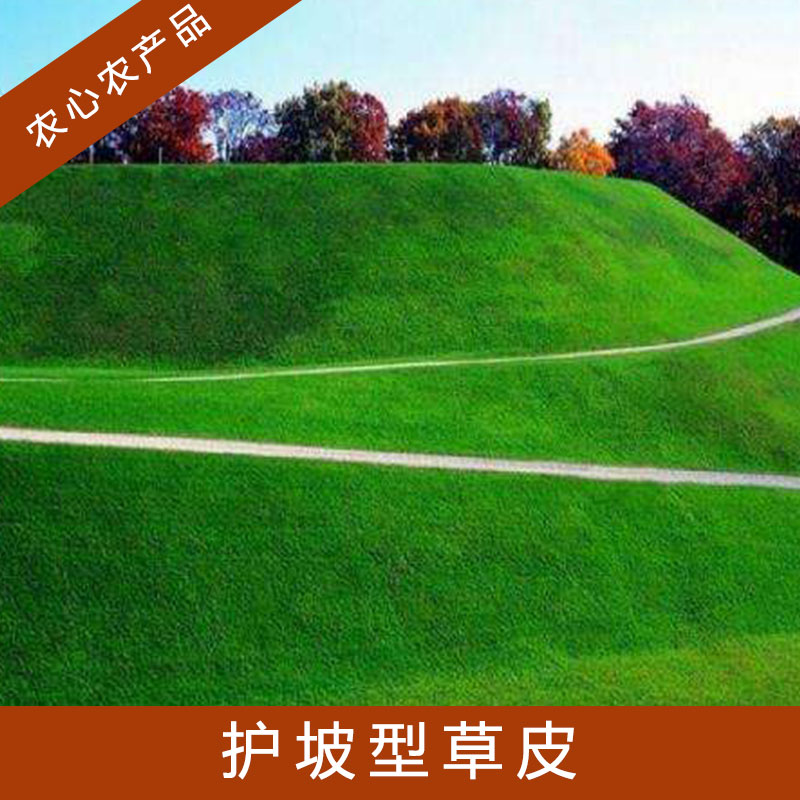 護(hù)坡型草皮圖片/護(hù)坡型草皮樣板圖 (1)