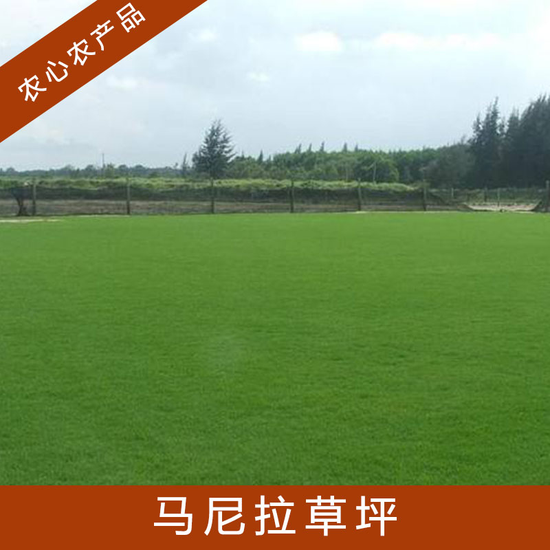 馬尼拉草坪圖片/馬尼拉草坪樣板圖 (2)