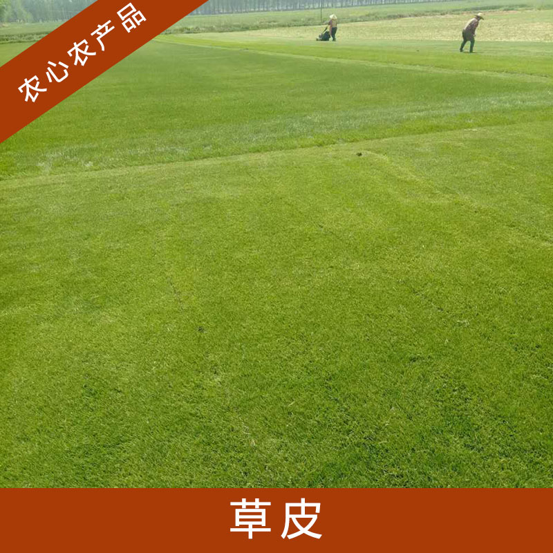 浙江草皮批發(fā)價格圖片/浙江草皮批發(fā)價格樣板圖 (4)