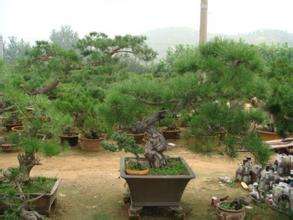 華山松  五須松 苗木批發(fā)