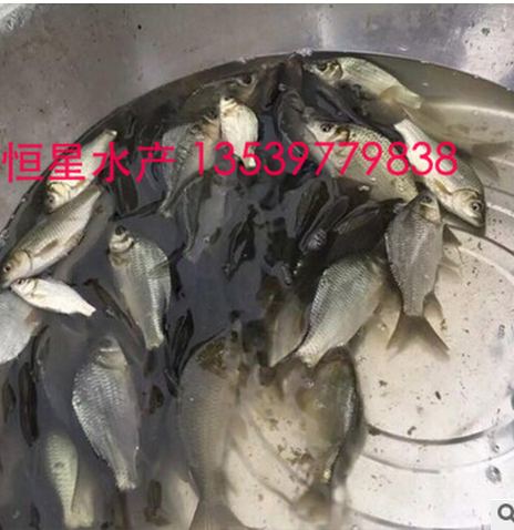 魚苗圖片/魚苗樣板圖 (1)