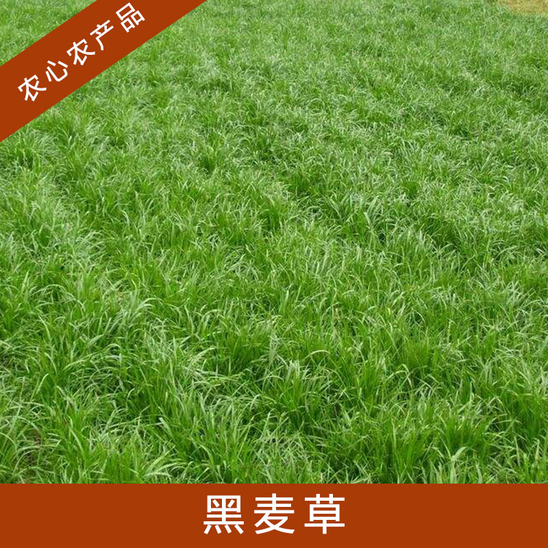 黑麥草圖片/黑麥草樣板圖 (3)