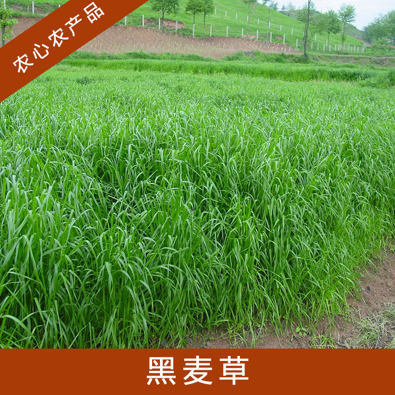 黑麥草圖片/黑麥草樣板圖 (1)