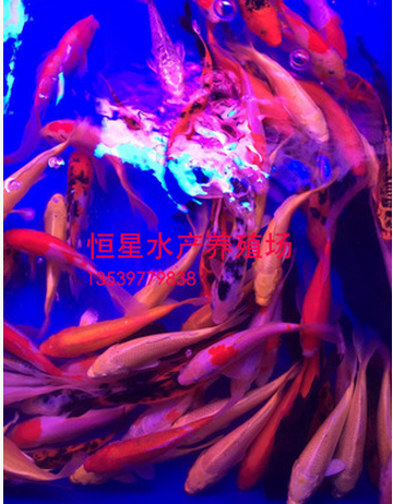 錦鯉魚苗  水產(chǎn)品批發(fā) 水產(chǎn)品供應(yīng)商 水產(chǎn)品廠家