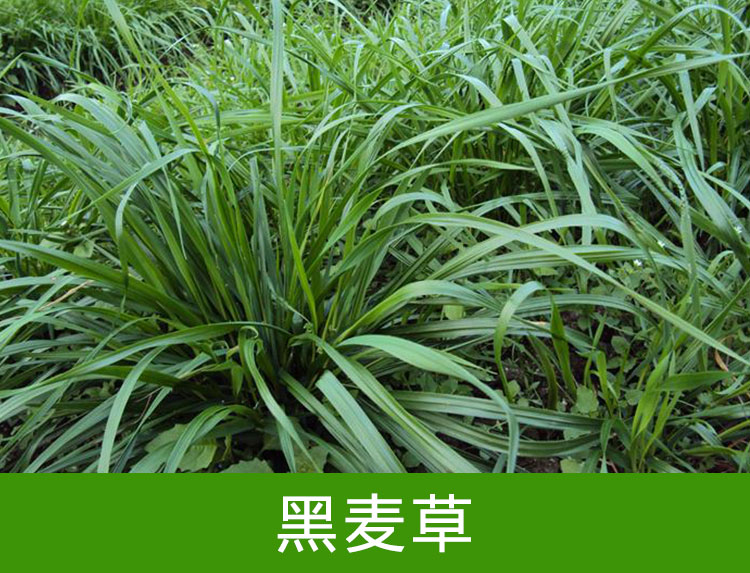 江西黑麥草批發(fā)價格圖片