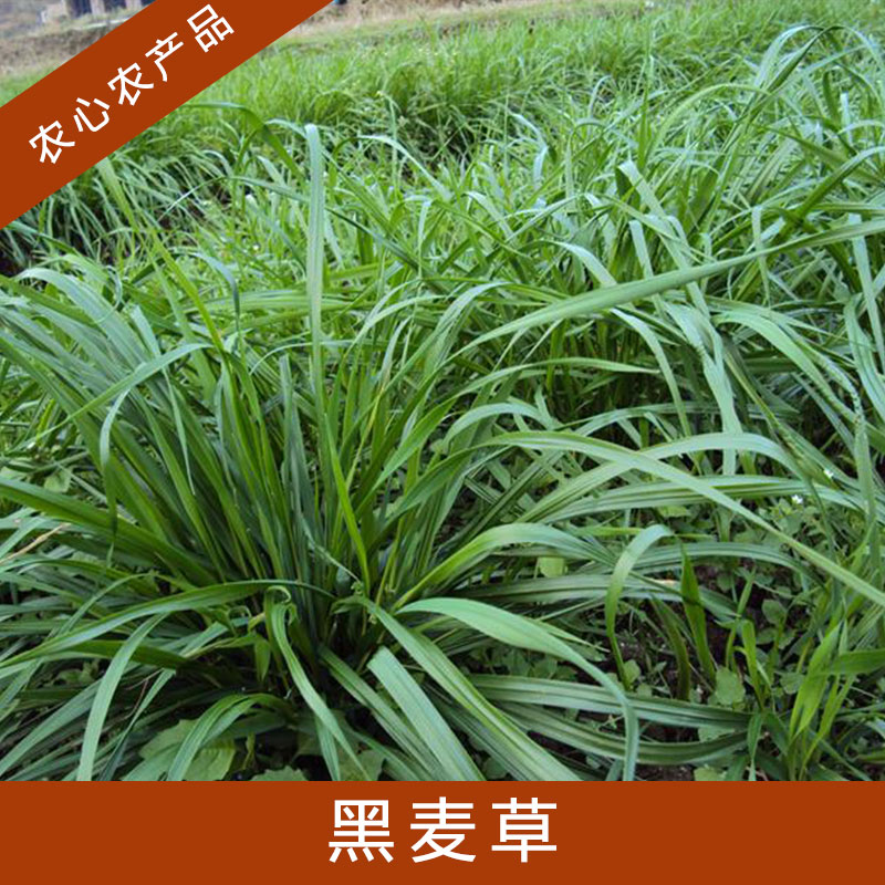 黑麥草圖片/黑麥草樣板圖 (3)