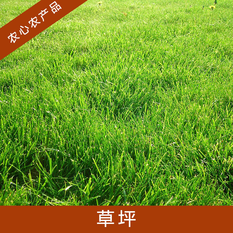庭院草坪種什么草最好圖片