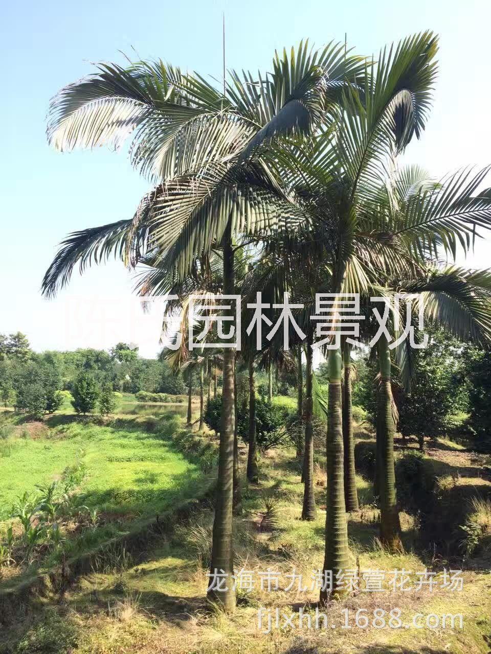 檳榔樹圖片