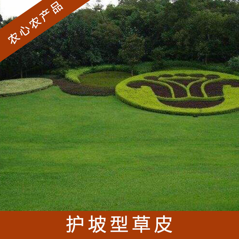 護(hù)坡型草皮圖片/護(hù)坡型草皮樣板圖 (3)