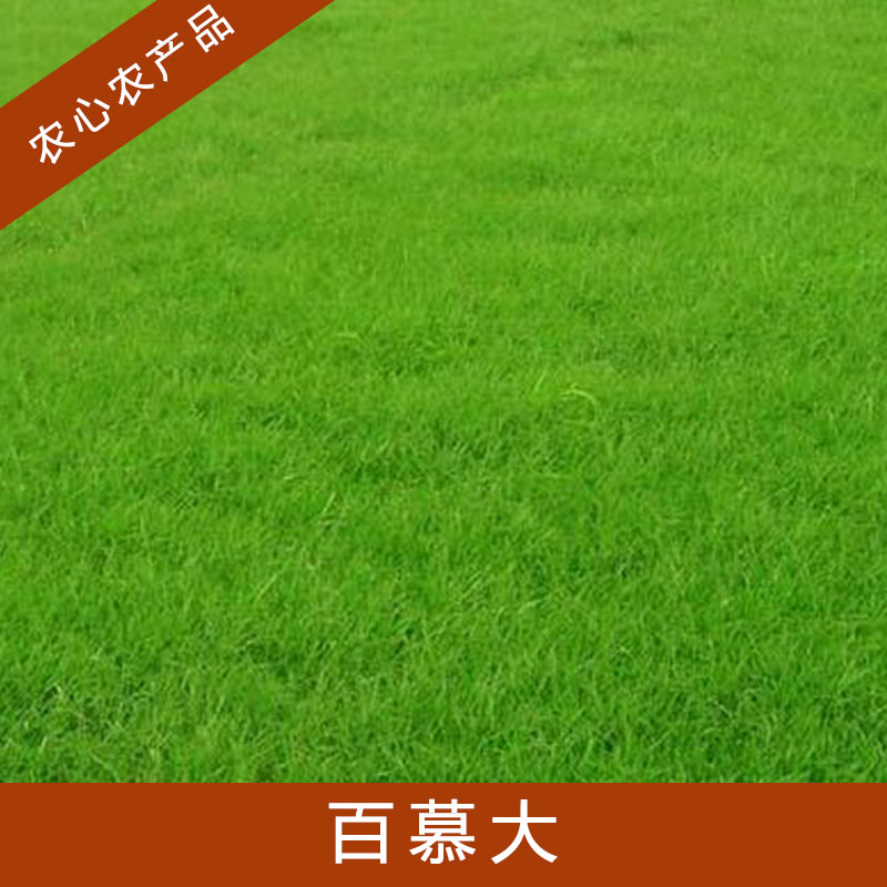 山東百慕大草坪生產(chǎn)基地圖片