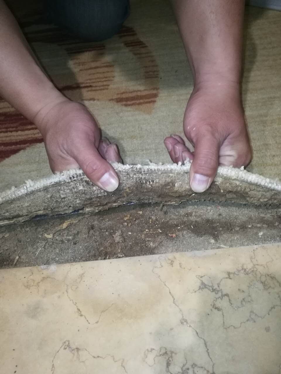 專業(yè)滅白蟻圖片