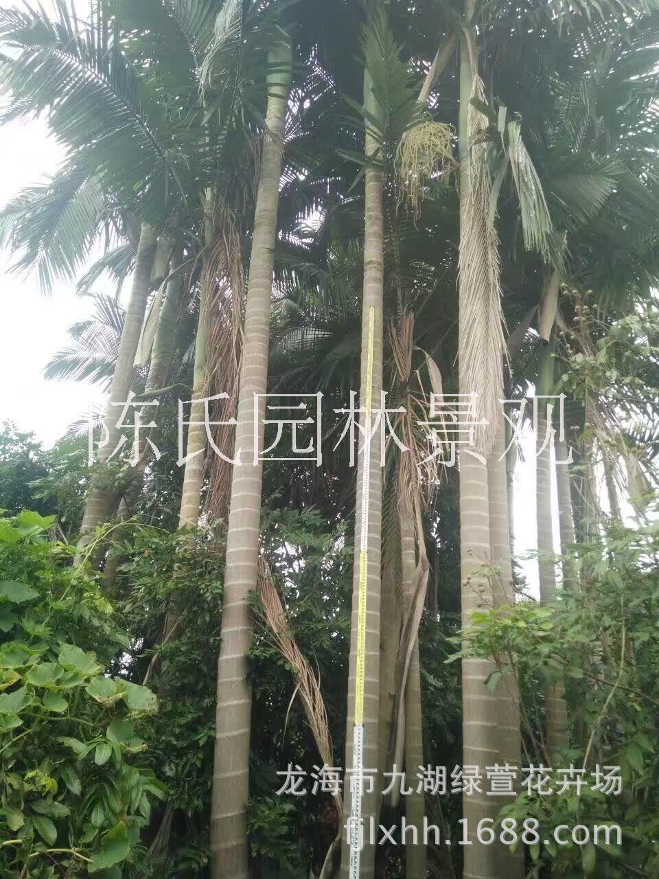 檳榔樹圖片/檳榔樹樣板圖 (2)
