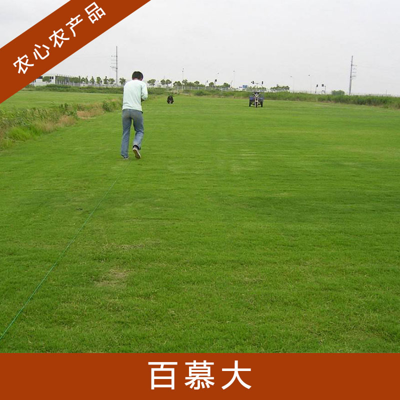 百慕大草圖片/百慕大草樣板圖 (4)