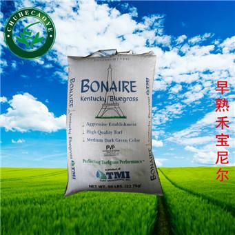 草皮種子寶尼爾圖片