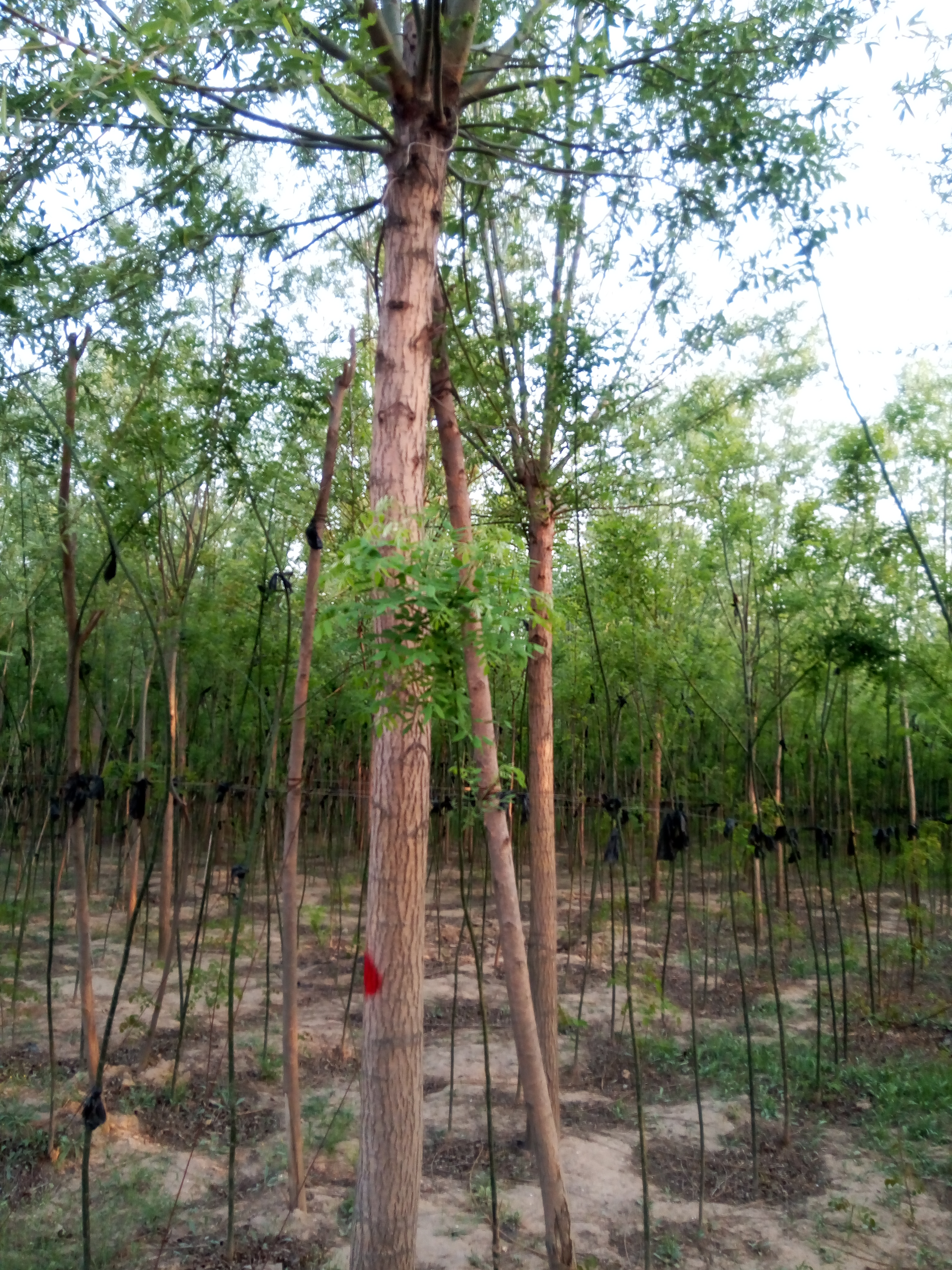 竹柳基地，竹柳种植