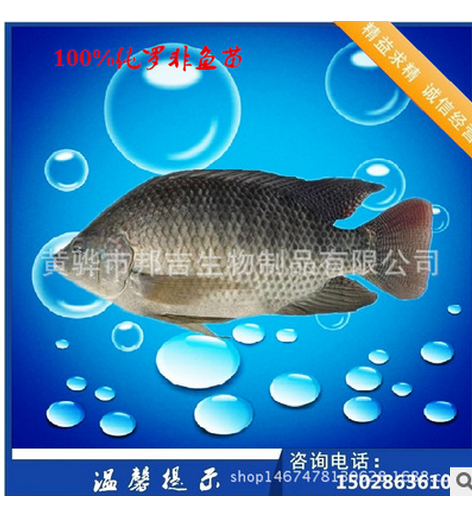 奧尼羅非魚圖片