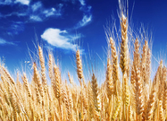 飼料公司求購飼料用玉米小麥高粱圖片/飼料公司求購飼料用玉米小麥高粱樣板圖 (4)