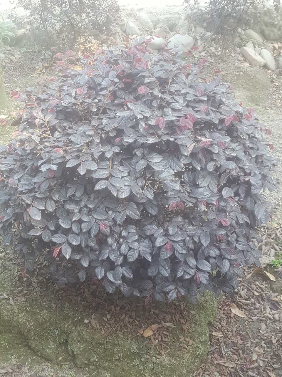 紅花繼木成品苗 紅花繼木成品苗供貨 紅花繼木成品苗批發(fā) 紅花繼木成品苗價(jià)格 紅花繼木苗子