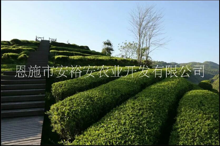 恩施圖片/恩施樣板圖 (1)
