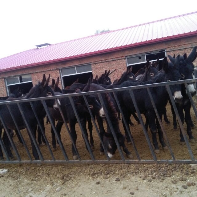 養(yǎng)驢圖片/養(yǎng)驢樣板圖 (4)