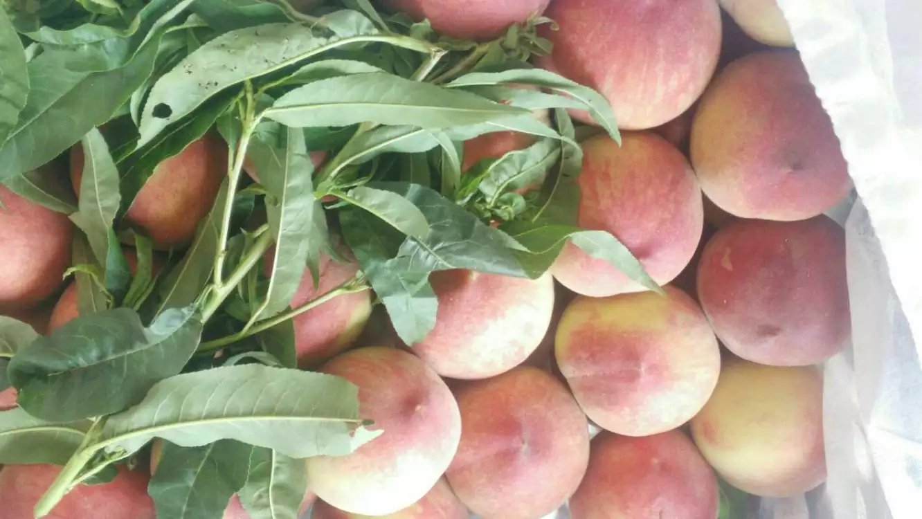 紅不軟毛桃圖片/紅不軟毛桃樣板圖 (2)